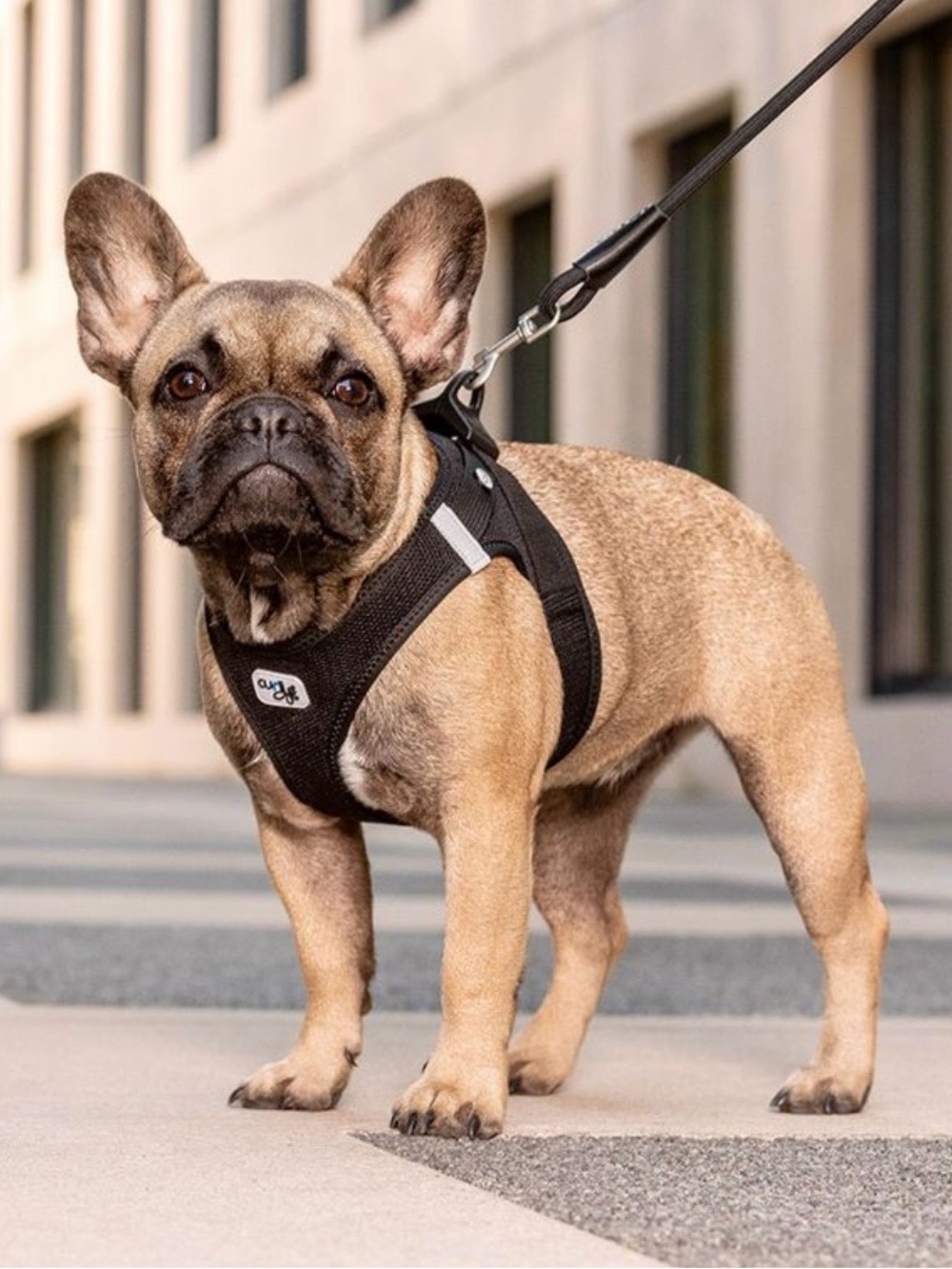 Curli Clasp Air-Mesh Dog Harness Black XS New In Package - Picture 6 of 6